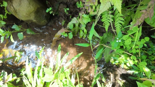 A tranquil scene of a small stream surrounded by lush green foliage and sunlight reflecting on the water's surface