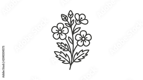 Wildflower herbal plant with small blooms and leaves.