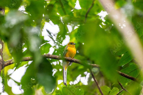 Fotografía Orange-breasted Trogon Gray breast, lighter belly than males