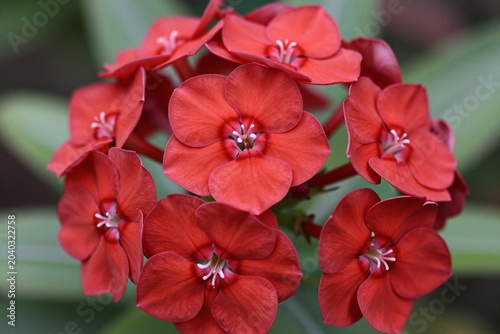 A bunch of red flowers that are in the grass