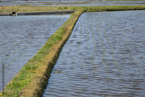 Φωτογραφία A levee in flooded rice paddies