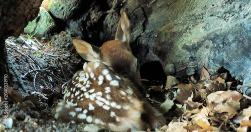 newborn spotted deer(fawn) hiding in big tree  hole