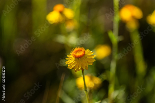 golden everlastings paper daisy flowers growing wild