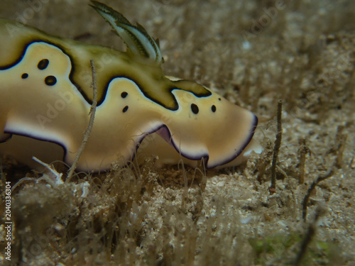 Beautiful nudibranch, Goniobranchus coi in Okinawa