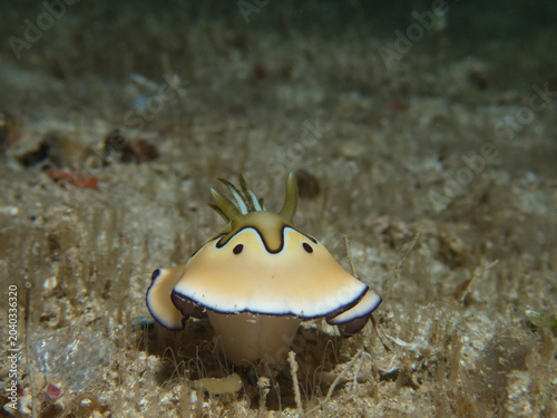 Beautiful nudibranch, Goniobranchus coi in Okinawa