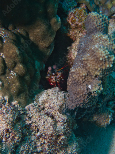 Peacock mantis shrimp peeking out from the coral