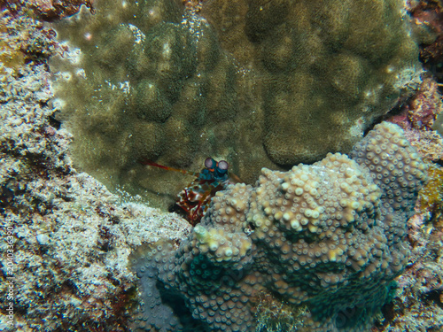 Peacock mantis shrimp peeking out from the coral