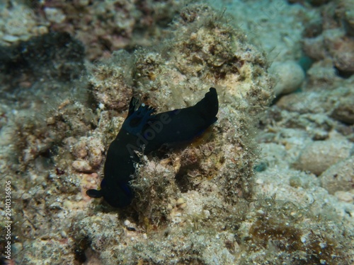 Beautiful nudibranch, Tambja morosa coi in Okinawa
