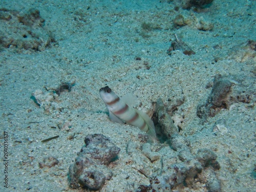 Steinitz's Shrimp Goby in Okinawa