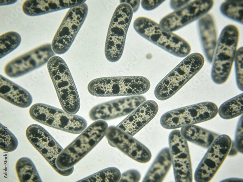 Original image of Listeria ivanovii, Gram staining, animal pathogen, showing small rod-shaped bacteria in a rolling motion.