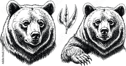 Foto Vintage engraving of two brown bears with botanical element