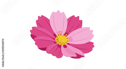 Pink Cosmos Flower Illustration on White Background