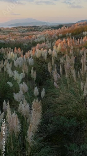 Golden hour illuminates a field of pampas grass in New Zealand. The light creates a serene and picturesque landscape at sunset.