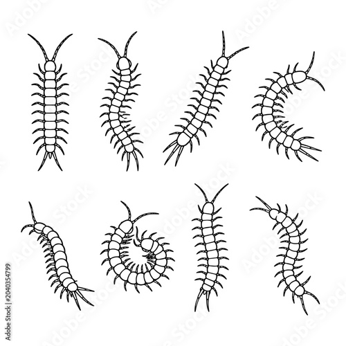 Foto Set of centipede and millipede in various poses line art style for insect biology