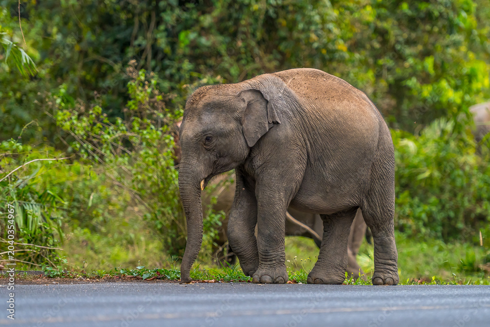 Fototapeta premium Its body is gray, its snout is called the trunk. The trunk of the Asian elephant has only one beak. Nakhon Ratchasima, Thailand.