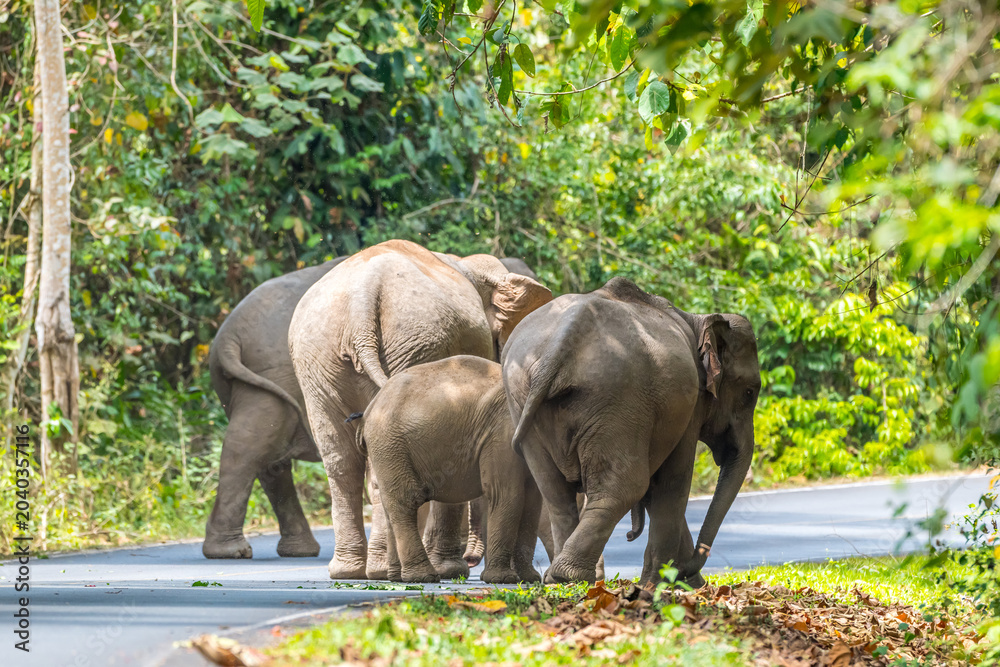 Obraz premium Its body is gray, its snout is called the trunk. The trunk of the Asian elephant has only one beak. Nakhon Ratchasima, Thailand.