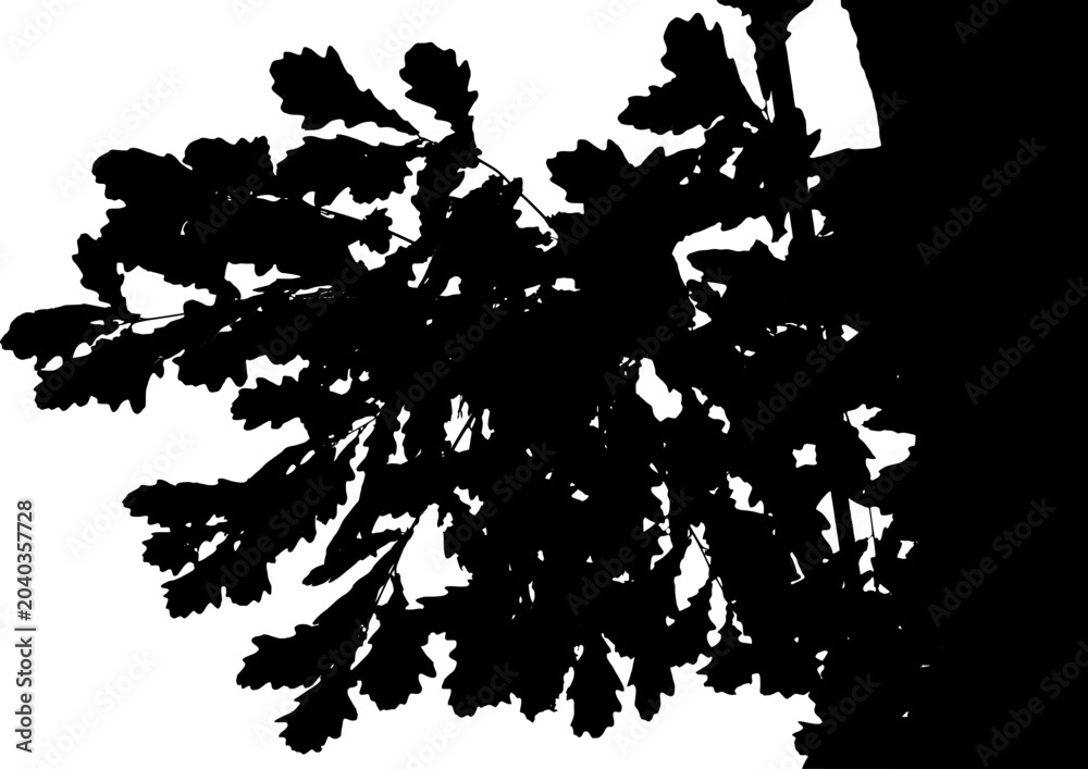Obraz premium Vector illustration of a natural large oak branch. Silhouette. White background.