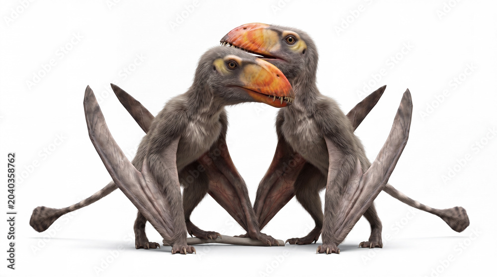 Fototapeta premium Dimorphodon macronyx couple interacting in a natural prehistoric social behavior scene, highly realistic reconstruction, isolated on white background.