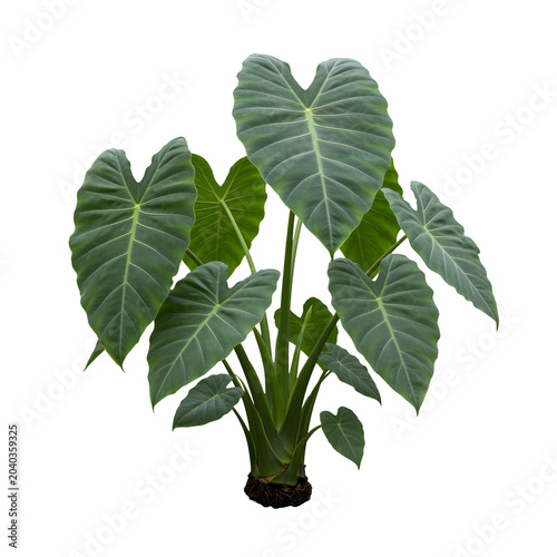 A full shot shows a large, healthy elephant ear plant transparent background