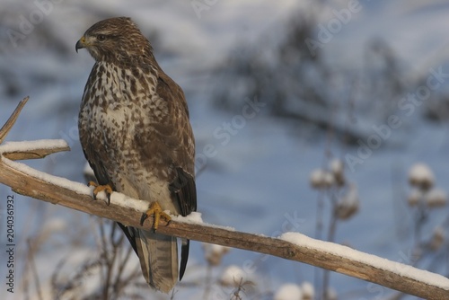 Common Buzzard (Buteo buteo) perched on a branch, wintertime