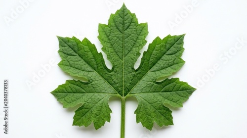 Green bitter gourd leaf texture shown on solid white background