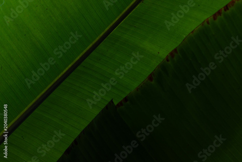 Bild auf Leinwand This banana leaf shows sharp lines