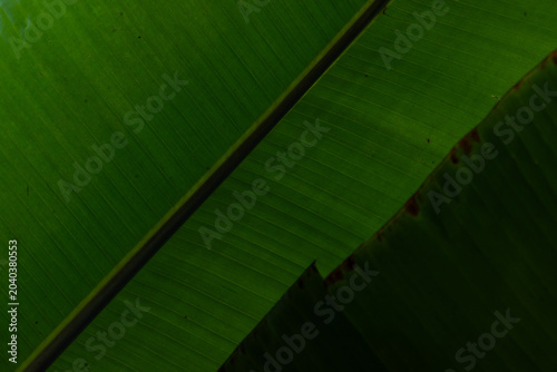Bilde på lerret This banana leaf shows sharp lines