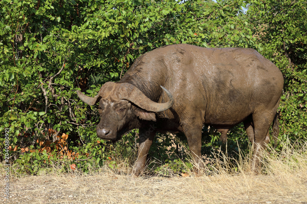 Fototapeta premium Kaffernbüffel / African buffalo / Syncerus caffer