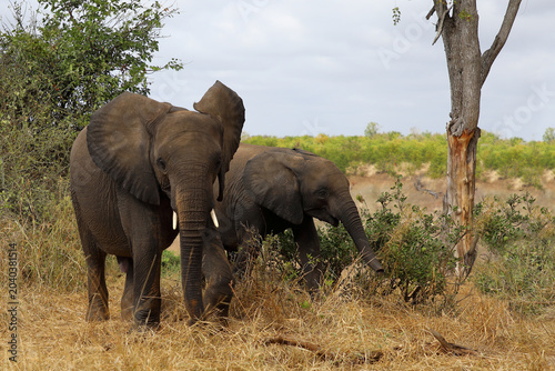 Photography Afrikanischer Elefant / African elephant / Loxodonta africana