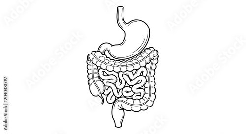 Human Digestive System Anatomy: Stomach, Small and Large Intestines - Black and White Line Drawing