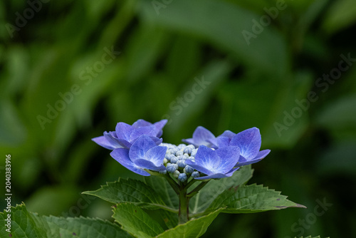 紫陽花
