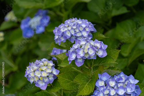 紫陽花