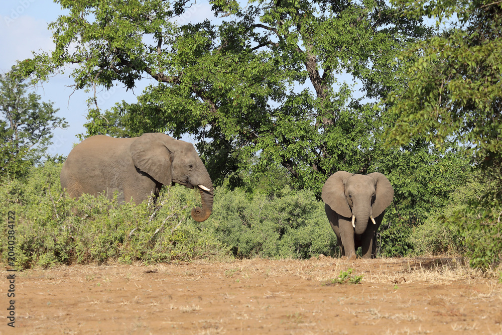 Fototapeta premium Afrikanischer Elefant / African elephant / Loxodonta africana