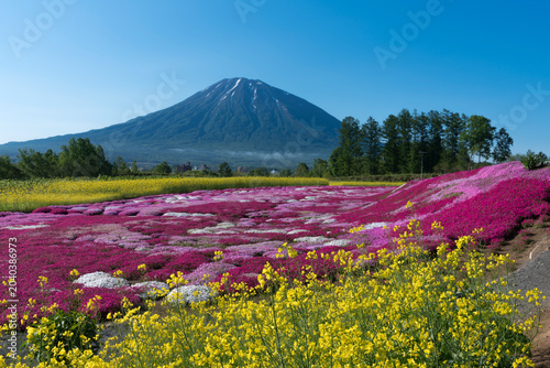 Bild auf Leinwand 三島さん家の芝桜