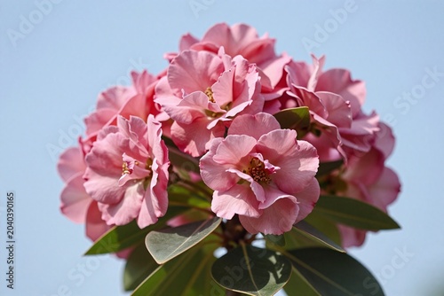 A bunch of pink and purple flowers against a blue sky