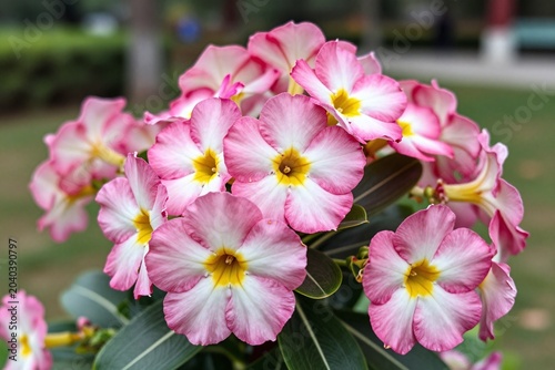 A bunch of pink and white flowers on a tree