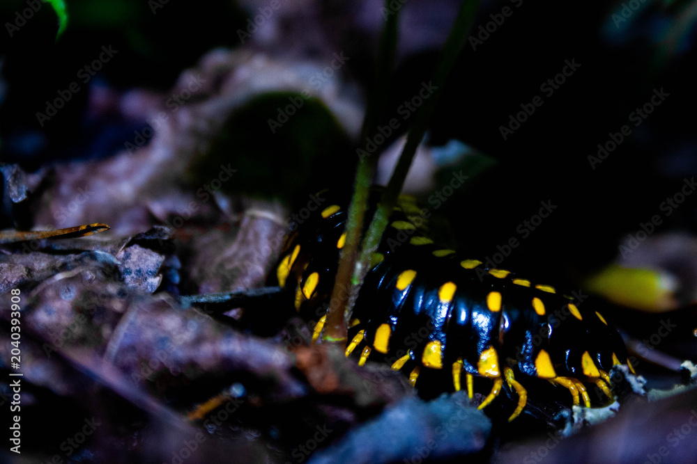 Foto millipede on the run