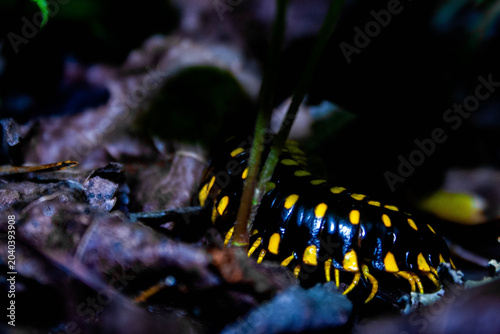 Foto millipede on the run