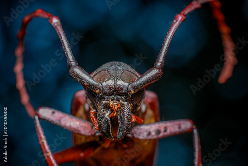Foto Long-horned beetle close up of a red bug