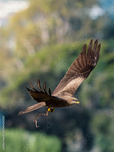 Fotografija Black Kite in Flight Carrying Twig for Nest Construction