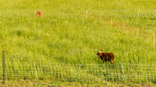 Bilde på lerret Goat graze in a field in a rural area