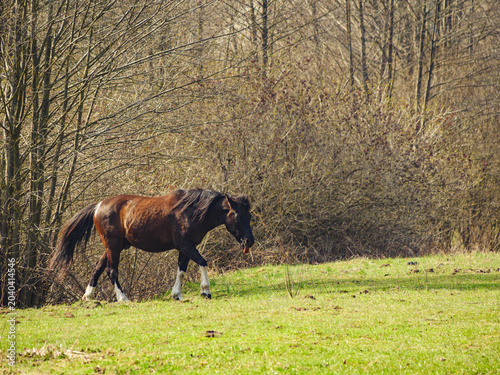 Horse graze in a green field near trees during a sunny day in the countryside