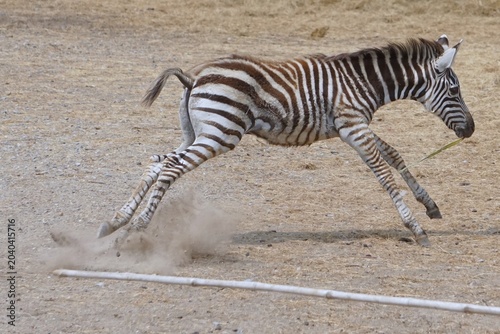 Cuadro en lienzo Young Zebra Running Across Dry Ground