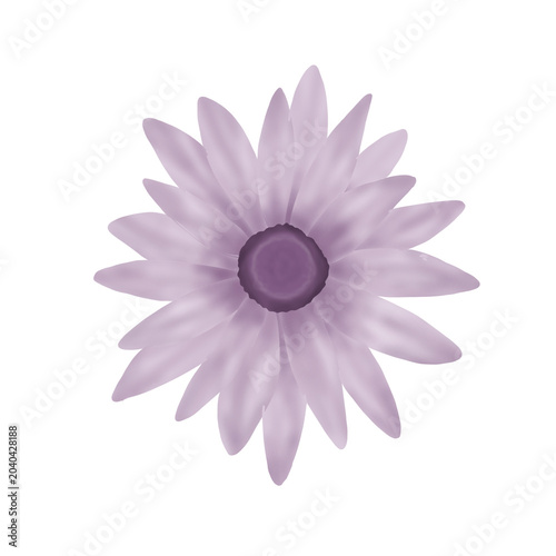 purplr daisy flower