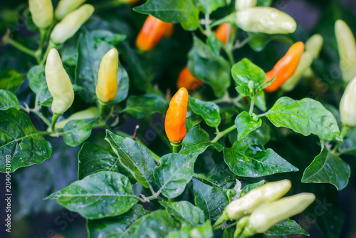 Foto Close up of cayenne pepper bush with colorful green yellow and orange chilies