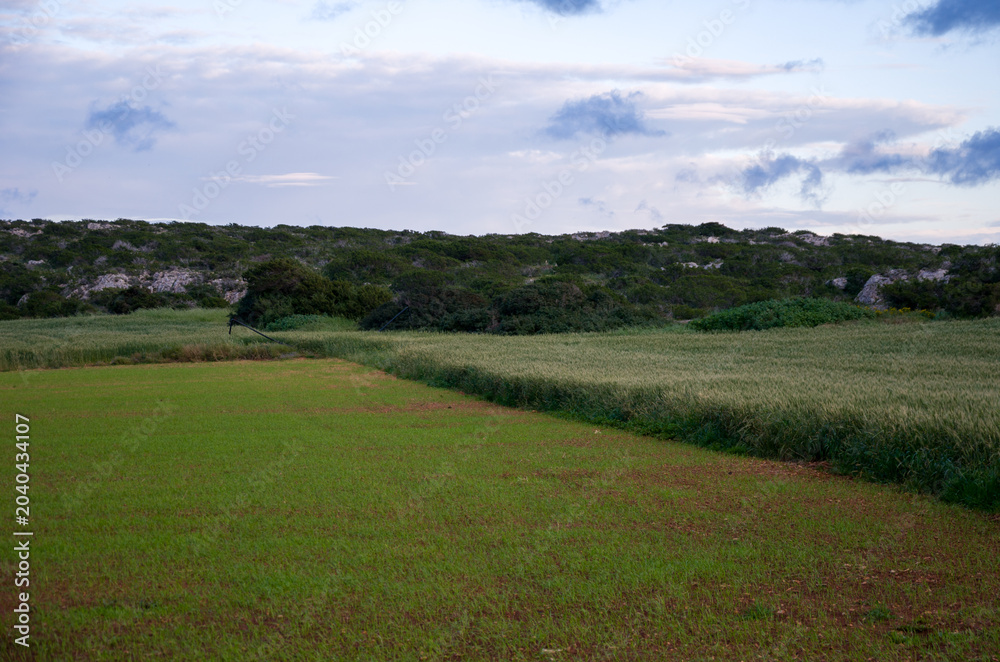 Fototapeta premium Green field with dense vegetation under cloudy sky