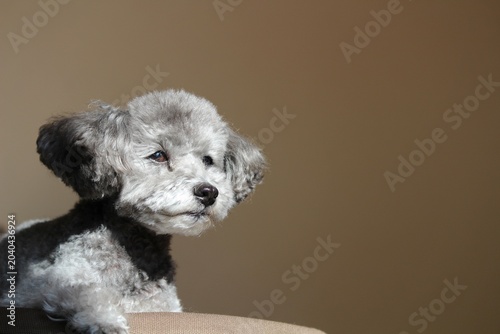 Foto プードル　犬　トイプードル　顔のアップ　シルバーの犬　自然な表情の犬