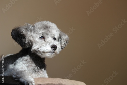 Foto プードル　犬　トイプードル　顔のアップ　シルバーの犬　自然な表情の犬