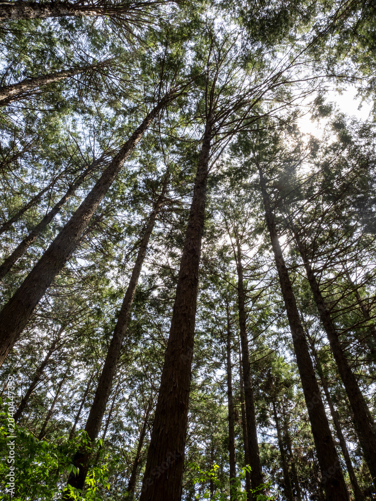 Fototapeta premium Sunlight Filtering Through Tall Cedar Trees in a Japanese Forest