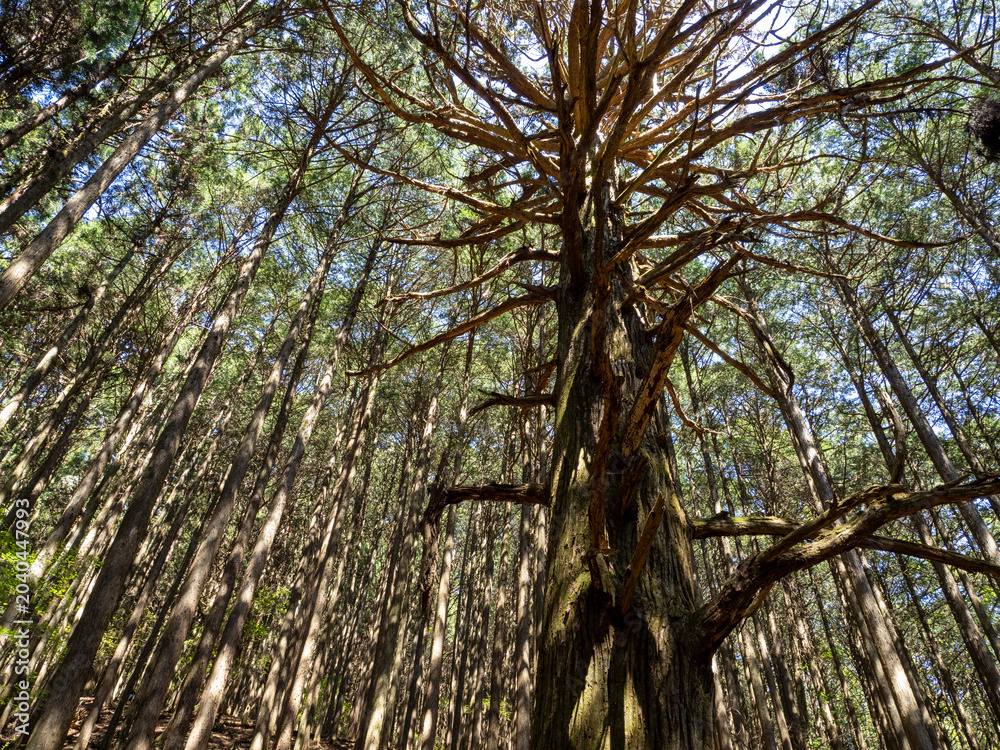 Fototapeta premium Wide View of an Old Tree with Spreading Branches in a Dense Forest